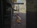 Simple tricks with perfect timing hit different #skate #skate4 #skate3 #skateboarding #reels #short