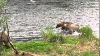 Katmai Bears 435, 503 and Yearling getting ballsy at the falls