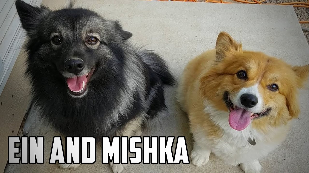 EIN AND MISHKA • A Cow Chop Compilation