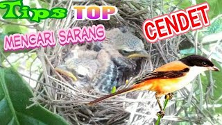 4 cara mencari sarang burung cendet Pasti Dapat