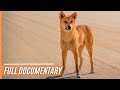 A unique insights into australias top land predator  the dingo  full documentary