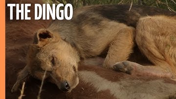 A Unique Insights into Australia`s Top Land Predator - The Dingo | Full Documentary
