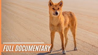 A Unique Insights into Australia`s Top Land Predator - The Dingo | Full Documentary
