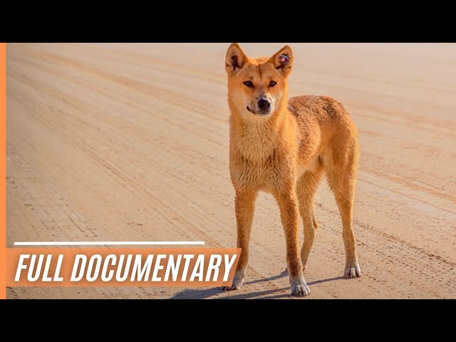 A Unique Insights into Australia`s Top Land Predator - The Dingo