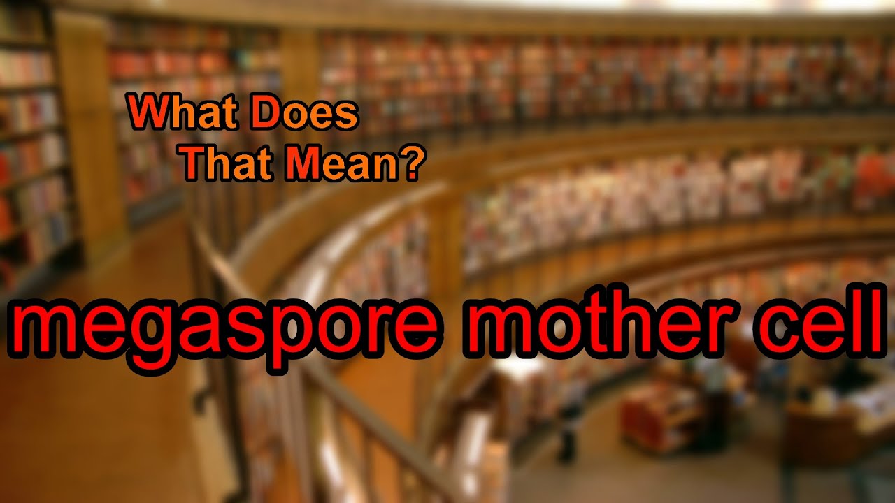 What does megaspore mother cell mean?