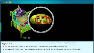 Typical Cell - Cell its Structure and Functions, Class 9 Biology