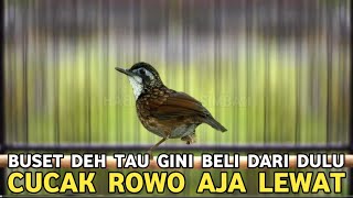 SIMILAR BUT NOT THE SAME || CHEAPER PRICE, MELODY SOUND, BEAUTIFUL COLOR, CUCAK ROWO JUST PASS