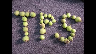 Saving True Potato Seed- Small Batch Method