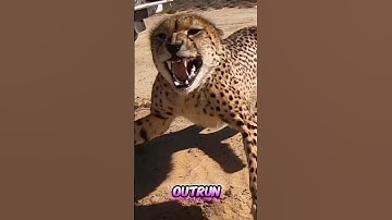 This Dog Can Outrun a Cheetah! 🏃‍♂️🐕 (Greyhound’s Crazy Speed) 🏃‍♂️🐕" #dog #dogshorts #shorts