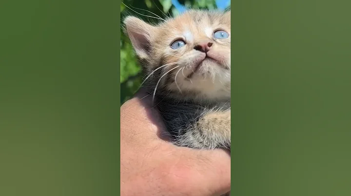 Watch the video about Cute Kitty 🥰🐈🥰 #cat #funny #cutepets #kitten