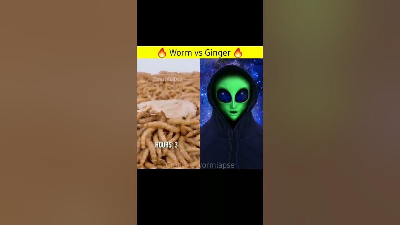 Worm VS Ginger 🔥 funny youtubeshorts shorts Mojalien YouTube