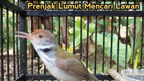 Prenjak Lumut Gacor || Mencari Lawan Tarung