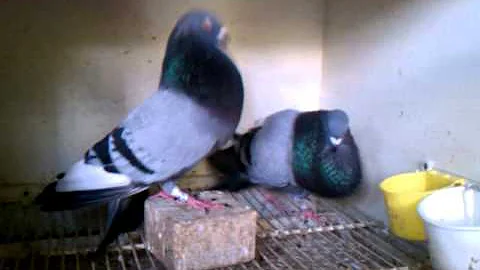 Palomas Cubanas De Jesus Almeida
