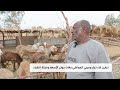 تباين آراء تجار ومربي المواشي بغات حول الأسعار وحركة الشراء