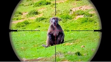 21 Baboons And Monkeys Hunting In 3 Minutes (Ultimate Baboons Hunting Compilation)