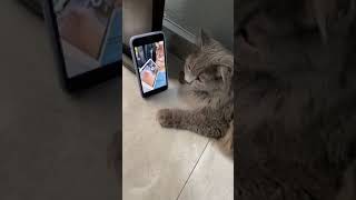 Cat Vibing Master - Kedi Kafa Sallama Üstadi