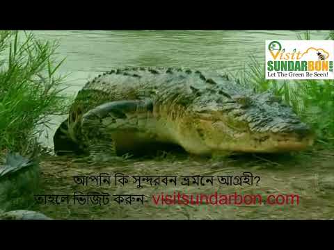 Sundarban To See - Kotka । Dublar Chor । Hiron Point । Karamjal । সুন্দরবন