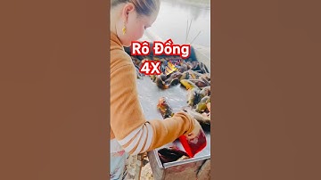 ⁠@carovietnam 🎉 Thu hoạch Cá Rô Đồng giá tốt 4X ở Đồng Tháp #cárôđồng #anabas ​⁠@thuysanwork