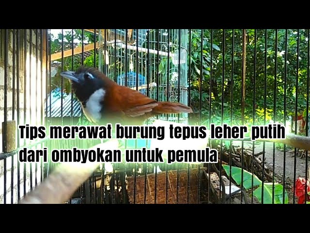 Makanan Burung Tepus Leher Putih tips merawat burung tepus leher putih dari ombyokan untuk pemula - YouTube