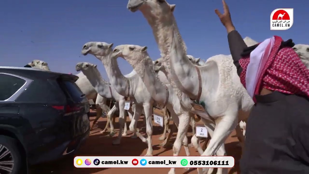 مسيرة لهابات ( شلفا ولي العهد - وضح ) للمالك / خالد شريد ابوخشيم