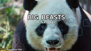 #Big Beasts of Nature #calm
