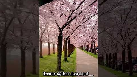 Surah Ad-Duha|सूरह दुहा |سورة الضحى |in urdu translation