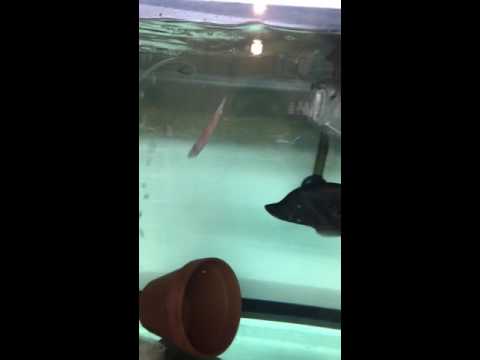 220 gallon monster
