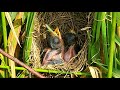 Mother Bird  Feeding Babies | Mother Bird Bring Locusts  For Baby To Eat | Brown Prinia Babies