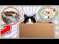 Why Cats Like Boxes So Much? 😻📦 (7 Reasons)