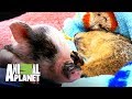 Pequeñas mascotas, grandes accidentes | Dr. Jeff, Veterinario | Animal Planet