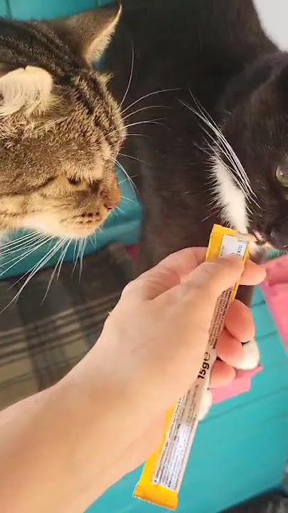 ex-ferals Davy and Sasha enjoying a licky treat
