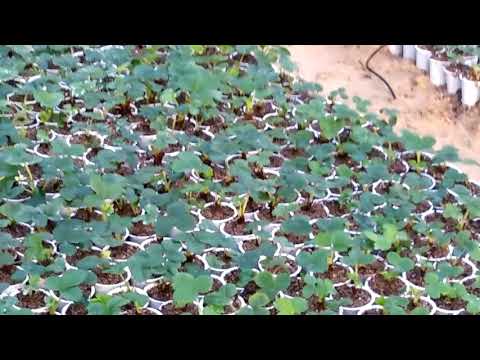 فيديو: مشاكل زراعة الفراولة