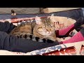 レシオ！ - 【猫キャン】猫とテントでお昼寝をしてみたら…