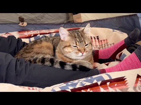 【猫キャン】猫とテントでお昼寝をしたら最高でした…！