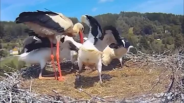 Что ест аист? What does the stork eat?