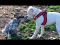 Husky  border collie protect queensland heeler puppy from aggressive dog