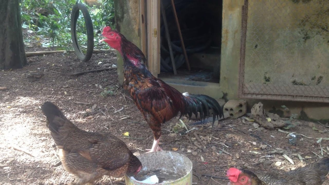 Âm thanh gà cồ gáy, gà cồ đạp mái | Baomo Animals - YouTube