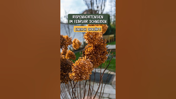 So schneidest du deine Rispenhortensie im Februar ✂️🌺
