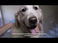'Aromaterapia  el Camino Natural para el Bienestar de tu Mascota'