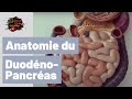 Anatomie bloc duodenum-Pancreas