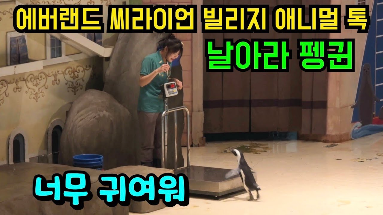 에버랜드 씨라이언 빌리지 애니멀 톡 날아라 펭귄 너무 귀여워 😍 물개쇼