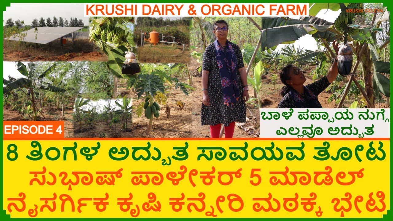 ಸುಭಾಷ್ ಪಾಳೇಕರ್ 5 ಮಾಡೆಲ್ ಕೃಷಿ 8 ತಿಂಗಳ ಅದ್ಬುತ ಸಾವಯವ ತೋಟ |ಕನ್ನೇರಿ ಮಠ ಬಾಳೆ ಪಪ್ಪಾಯ ನುಗ್ಗೆ | Organic Farm