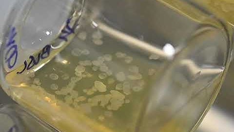 Advanced mouse synthetic embryos grown in electronically controlled ex utero platform