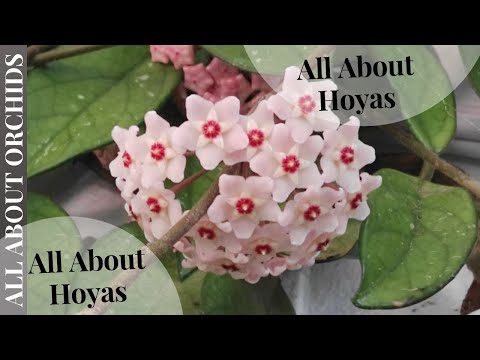 Βίντεο: Hoya - κερί κισσός. Συντήρηση, φροντίδα, μεταμόσχευση
