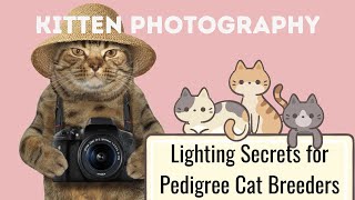 Kitten Photography - Lighting Tips for Cat Breeders by Cat Breeder Sensei - Breeding Cats Successfully 58 views 8 months ago 7 minutes, 35 seconds