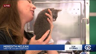Collier County DAS finds more than 50 pets a home in one weekend