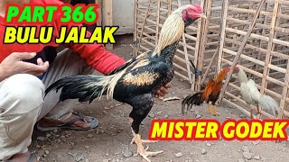Download Lagu PART 366 🛑 BULU JALAK BREWOK‼️ ISTIMEWA MP3 Download Lagu PART 366 🛑 BULU JALAK BREWOK‼️ ISTIMEWA MP3