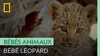 Les premiers pas maladroits d'un adorable bébé léopard