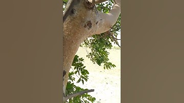 shailendra kumar shorts video