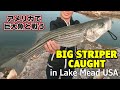 I caught big striper in Lake Mead NV.｜アメリカ最大の人口湖で巨大なストライプドバスが釣れた🎣【バス釣り】【陸っぱり】
